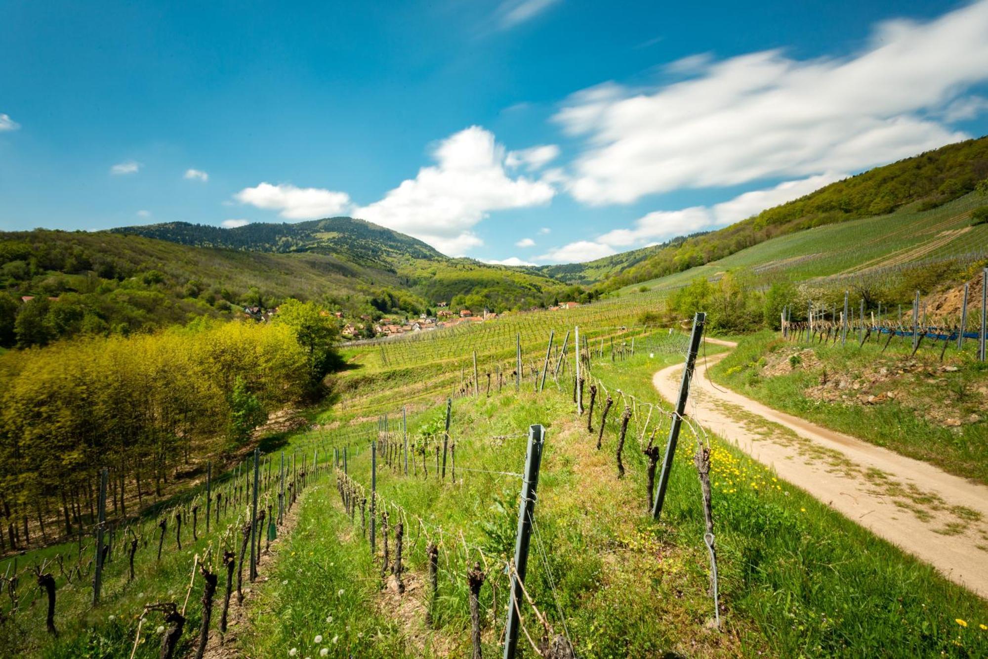 Chambre Du Vigneron - Domaine Leon Bleesz Reichsfeld Екстериор снимка