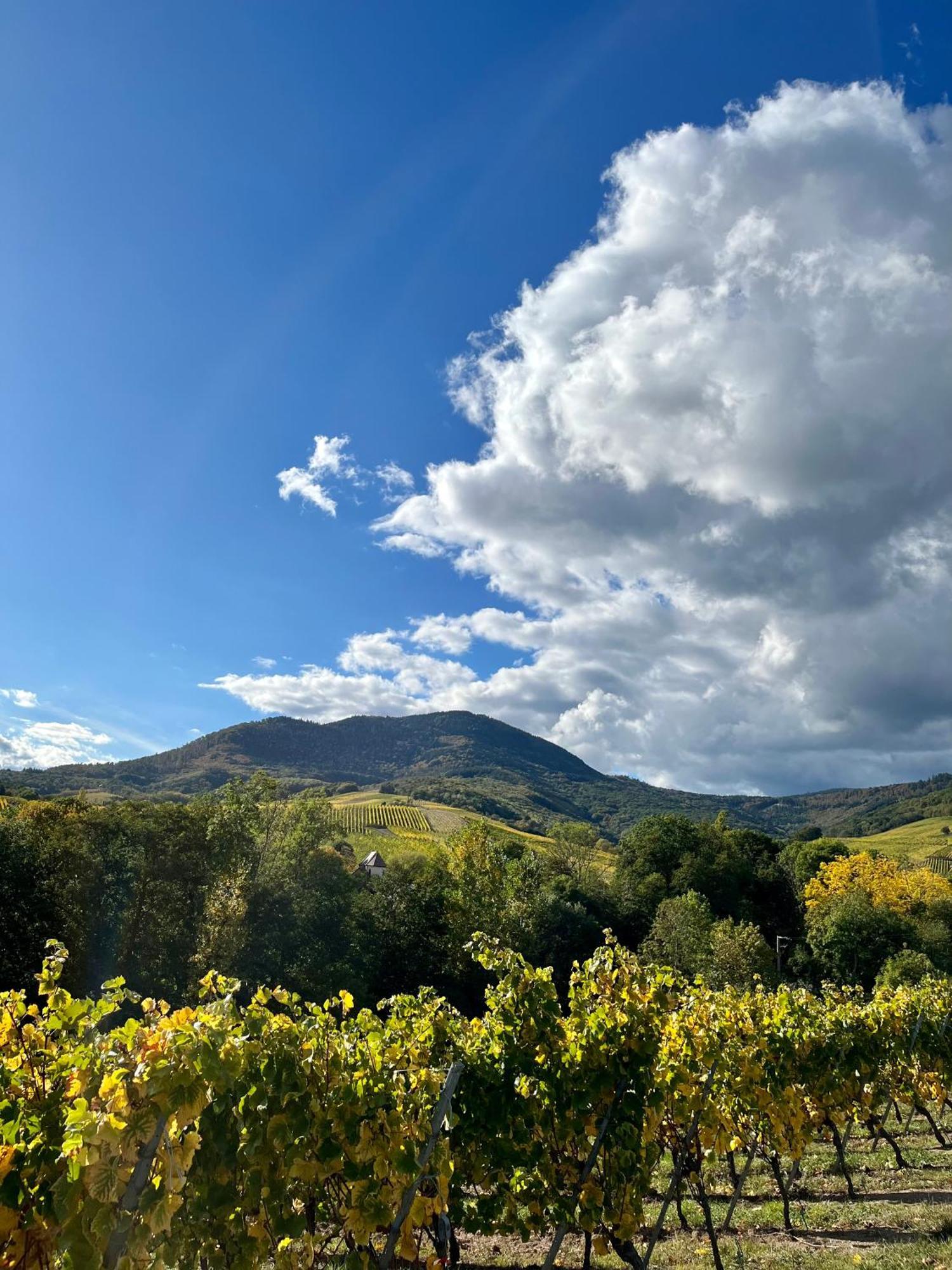 Chambre Du Vigneron - Domaine Leon Bleesz Reichsfeld Екстериор снимка