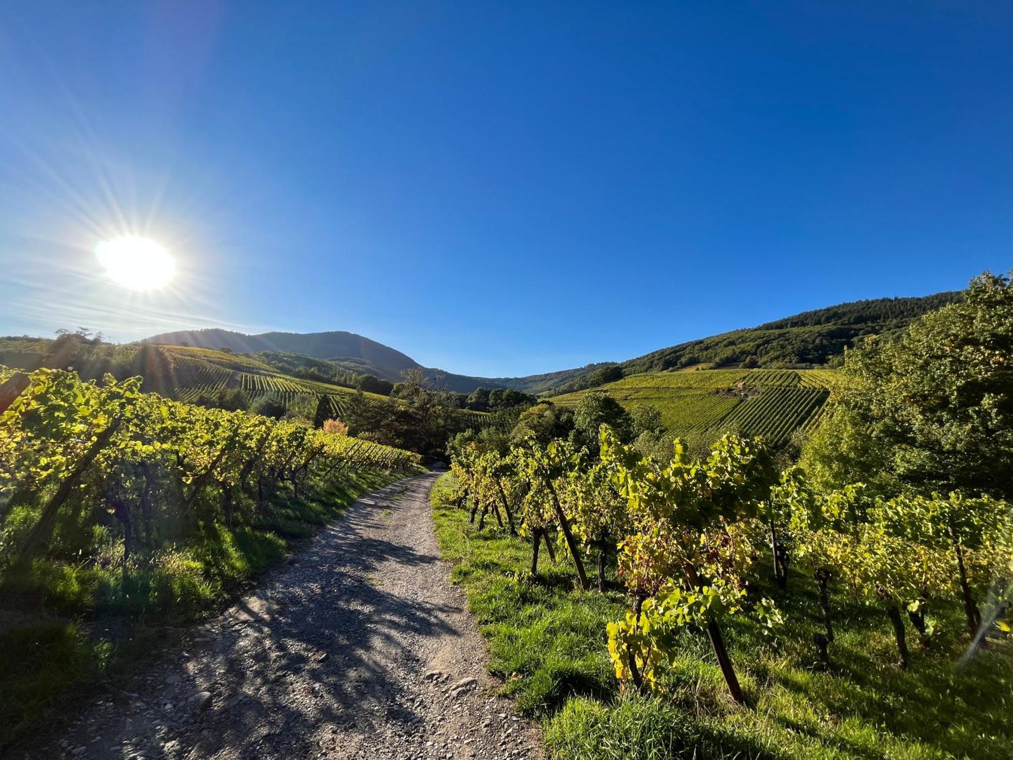 Chambre Du Vigneron - Domaine Leon Bleesz Reichsfeld Екстериор снимка