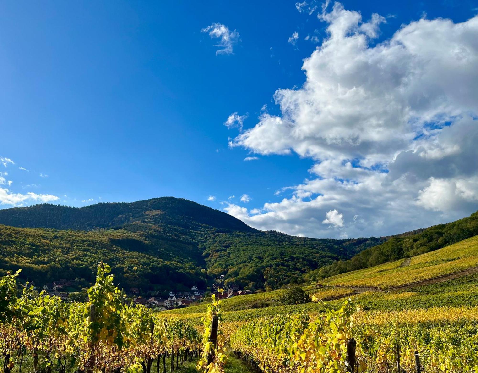 Chambre Du Vigneron - Domaine Leon Bleesz Reichsfeld Екстериор снимка
