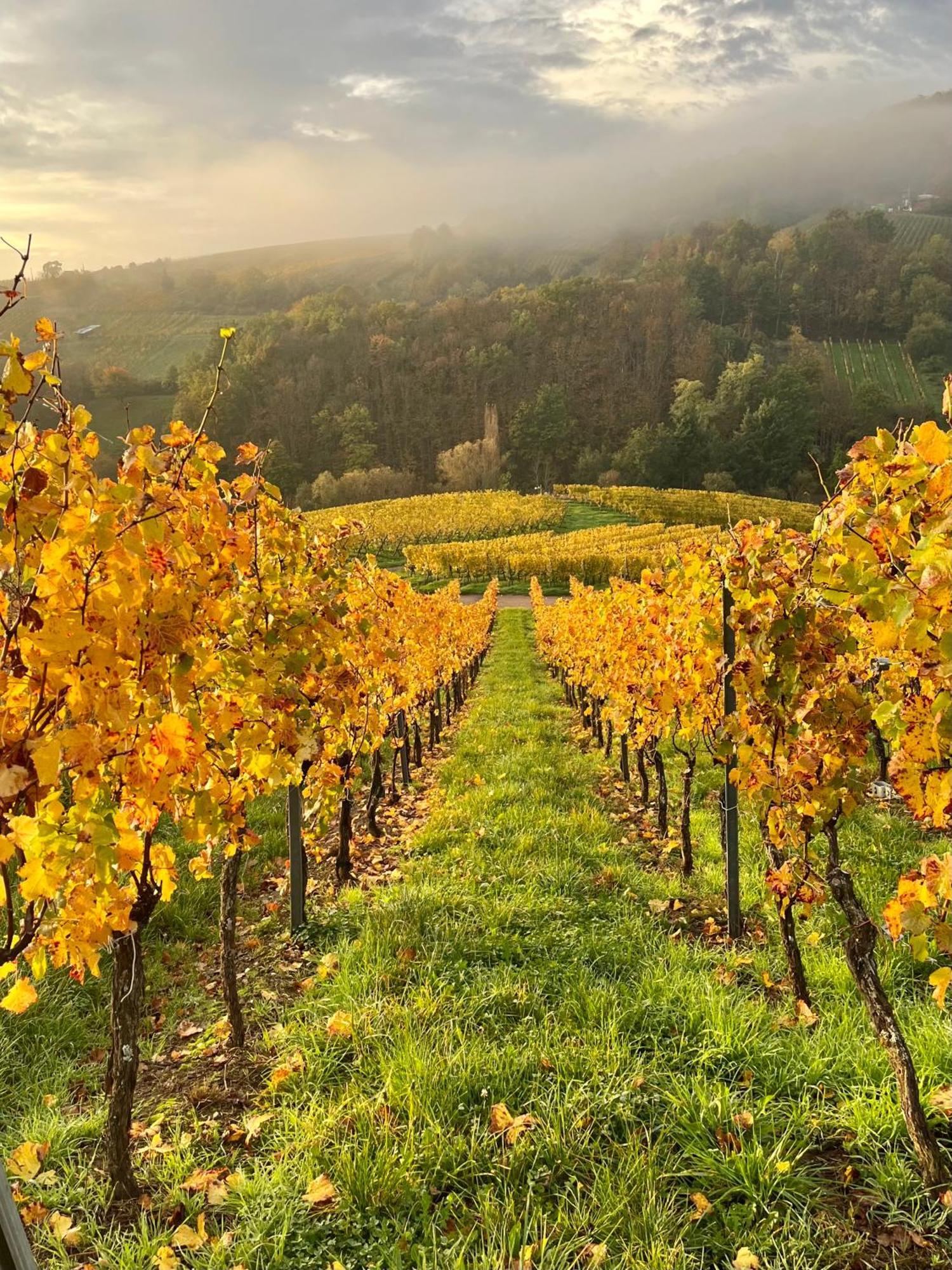 Chambre Du Vigneron - Domaine Leon Bleesz Reichsfeld Екстериор снимка